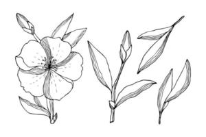 Set of flowers leaves bud twig in the style of doodling, stylized, black contour hand drawing, isolated, on a white background. Vector