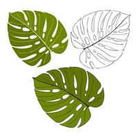 Monstera hand drawn outline drawing doodle, set of leaves with and without outline, outline silhouette. Isolated, white background. vector