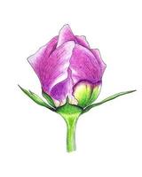 Peony bud closed pink petals and leaves, vector tracing, hand pencil drawing, isolated, white background. Vector