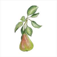 Pear hand pencil drawing, vector, isolated, white background. vector