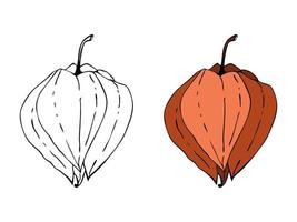 Physalis doodling contour hand drawing, isolated on white background. vector