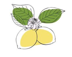 rama de limón con hojas, frutas y flores, dibujo a mano alzada, contorno, sobre un fondo blanco. vector