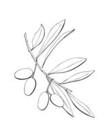 Olives branch with fruits and leaves, contour hand drawing, silhouette, isolated, white background. Vector