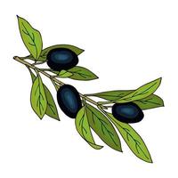 garabato dibujado a mano de rama de olivo. imitación de acuarela, aislado, fondo blanco. vector
