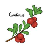 Cranberry branch with berries and leaves hand drawn doodle colored, isolated, white background. Healthy food, eco. vector