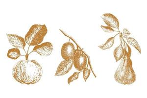 Set of fruit graphics hand-drawing, pear apple plum. Imprint, stamp, isolated, on a white background. Vector