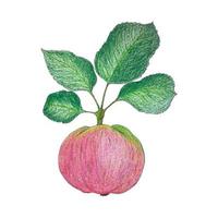 dibujo de una manzana. arte de acuarela y lápiz. rama con una manzana rosa brillante y hojas verdes. sobre un fondo blanco aislado. ilustración vectorial vector