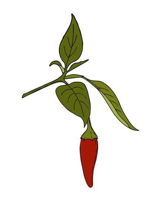 Chili Pepper hot handmade doodling color drawing. Spice. Pepper branch with leaves and fruits. Isolated. White background. Vector