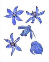 Spring flower set bud Scilla blue, Galanthus, color hand drawing sketch, doodling style, isolated on white background. Vector