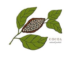 Cocoa plant with fruit and leaves, hand drawing, doodling, black outline silhouette, isolated on white background. Vector