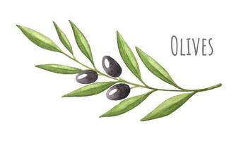 Branch of olives fruits with leaves, watercolor, with an inscription. Hand drawing. Vector