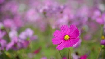 jardim de flores roxo cosmos - conceito de fundo de flores da natureza