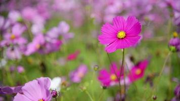 Purple cosmos flowers garden - nature flowers background concept video