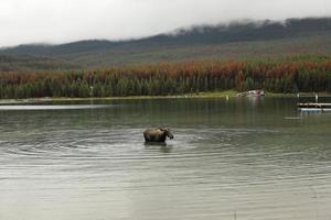 Moose in the Maligne Lake, Canada photo