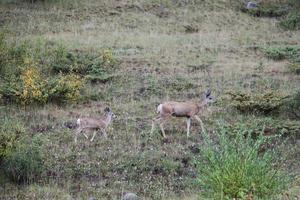 Deer mom and her cub photo