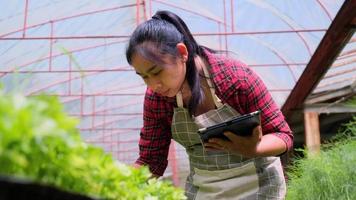 hermosa mujer jardinera usa una tableta mientras trabaja en un invernadero. feliz mujer asiática cuidando plantas preparadas para la venta. video