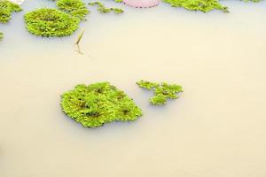 river weeds covered on the water surface photo