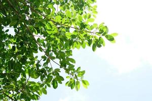 green leaves on a white background photo