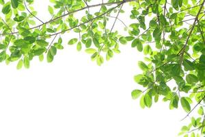 green leaves on a white background photo