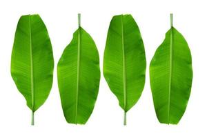 banana leaves on a white background photo