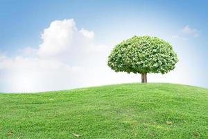 big tree on green grass photo