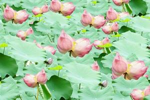 lotus background and lotus leaf in the river photo