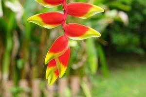 red flowers in the garden photo