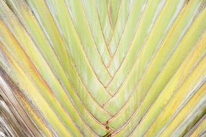 banana tree background ornamental plants in the garden photo