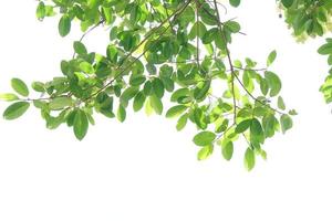 green leaves on a white background photo