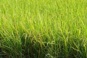 yellow rice plant in the field photo