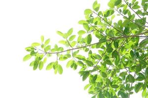 green leaves on a white background photo