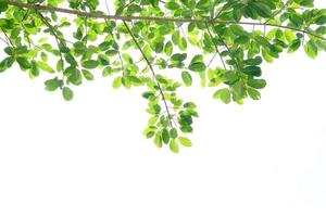 green leaves on a white background photo