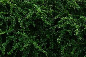 hermoso fondo de pared de hoja verde foto