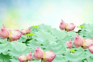 lotus background and lotus leaf in the river photo