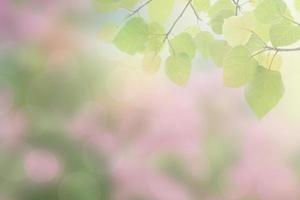 Blur circle bokeh green leaf background. Blurry yellow leaves rays light flare nature backdrop. photo