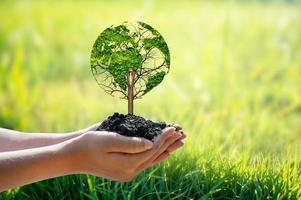 un árbol con hojas del mapa mundial, concepto, medio ambiente, salvar el mundo foto