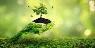 medio ambiente día de la tierra en manos de árboles que cultivan plántulas. Bokeh de fondo verde mano femenina sosteniendo el árbol en el campo de la naturaleza concepto de conservación de bosques de hierba foto