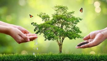 People are watering and fertilizing the plants. environmental care concept photo