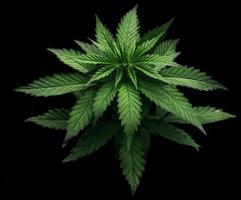 Cerrar cannabis sobre fondo negro