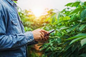 people using mobile checking report of agriculture in cassava farm photo