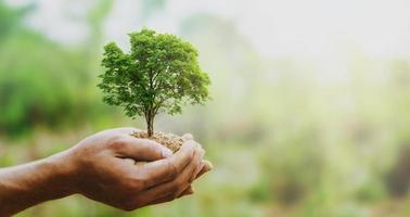 mano sosteniendo un gran árbol que crece sobre un fondo verde con sol foto