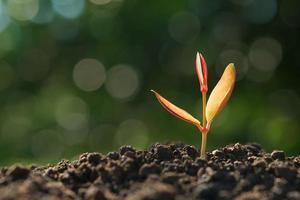 young plant growing on soil with green nature background. concept eco earth day photo