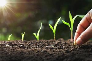 plantar a mano semillas de maíz de médula en el huerto con sol foto
