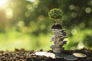 árbol que crece en la pila de monedas en la naturaleza con el concepto de sol ahorrando dinero foto
