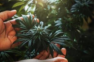 mano que sostiene el árbol de cannabis con fondo de sol foto