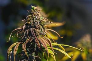 árbol de cannabis con fondo de sol foto