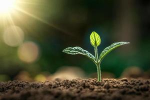 pequeña planta que crece a la luz de la mañana en el jardín. concepto día de la tierra foto