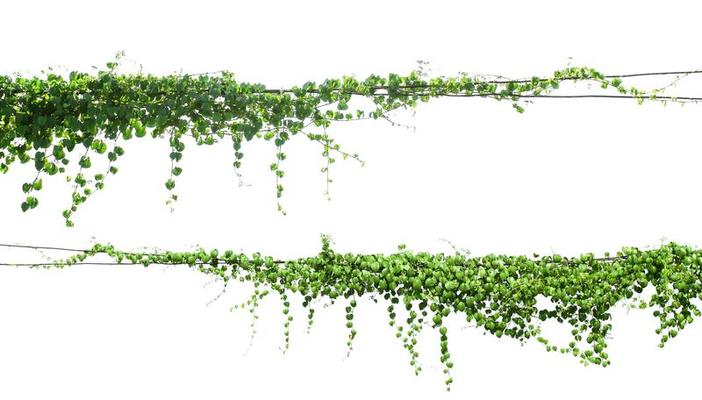 Hanging Ivy Stock Photos, Images and Backgrounds for Free Download