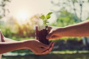 hand giving plant for planting with sunrise photo