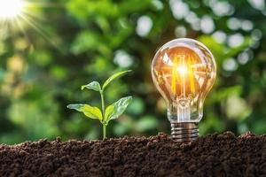 lightbulb with small tree on soil in nature and sunshine. concept saving photo